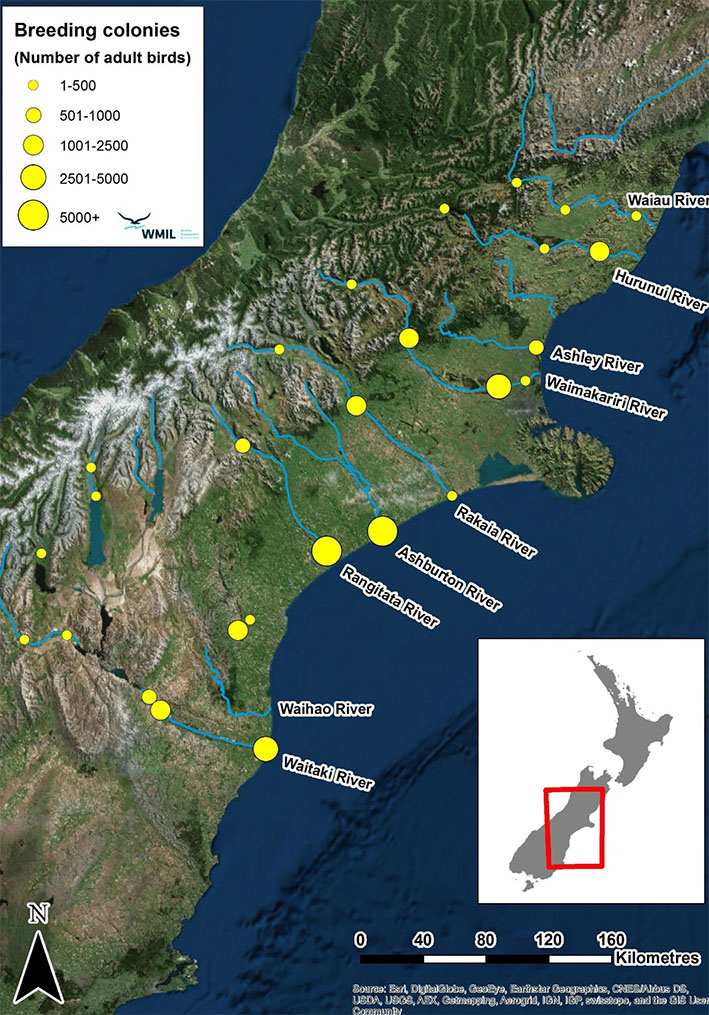 Image from: 2018: Mischler; Estimating the breeding population of black-billed gulls Larus bulleri in New Zealand, and methods for future count surveys.