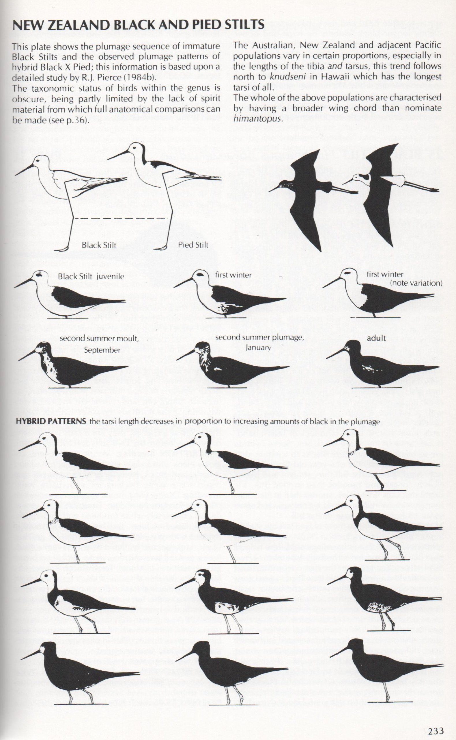 From: Shorebirds - An Identification Guide to the Waders of the World