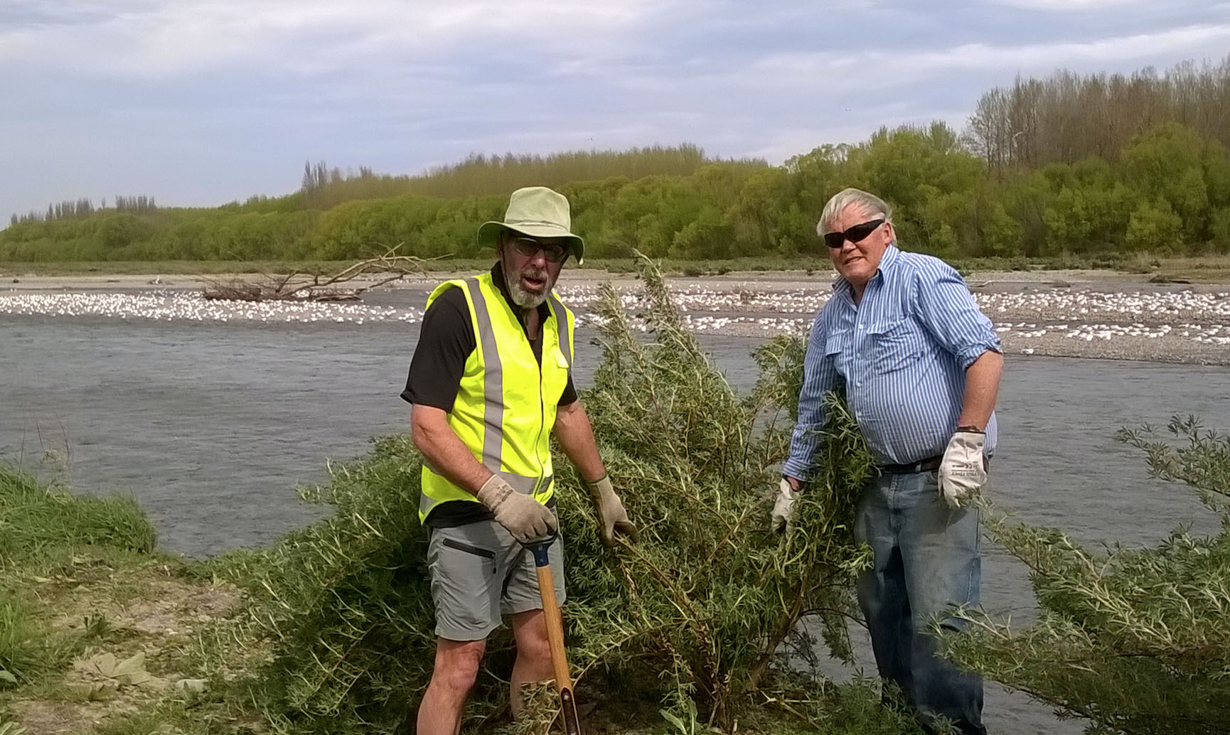 Pulling tree lupins on the Ashburton River. A colony of critically endangered back-billed gulls is trying to nest in the centre of the river. (The island was too low and flooding forced the birds to abandon their nest that year.) Photo: Don Geddes.