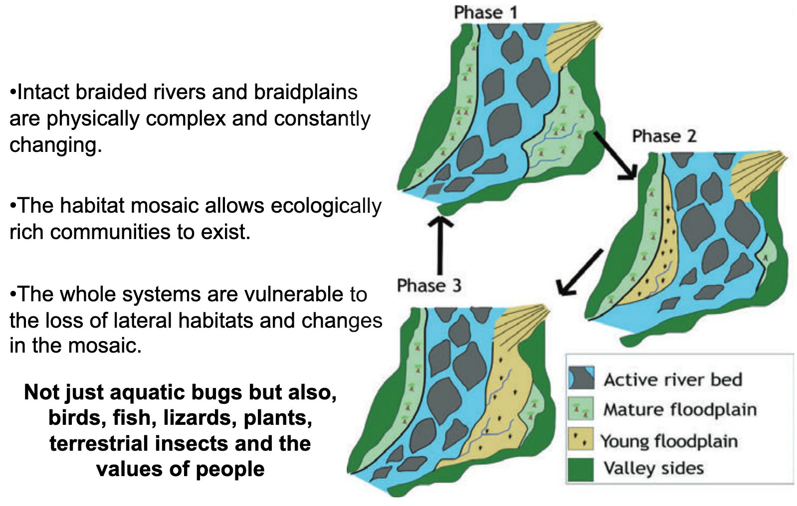 Fig. 2: The mature floodplains of braided rivers (light green) and the young floodplain (beige) are the wetland areas with the greatest species richness.