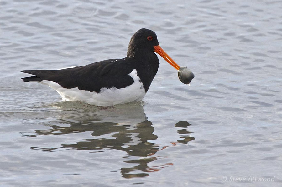 Oystercatchers never eat oysters!