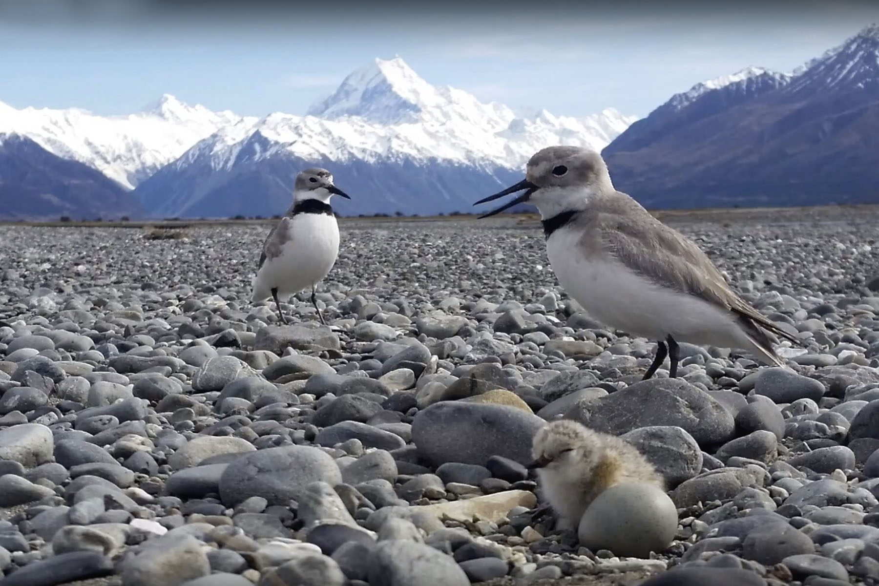 Proud wrybill | ngutuparore parents with chick and egg, Aoraki Mt Cook | Image: Philip Guilford