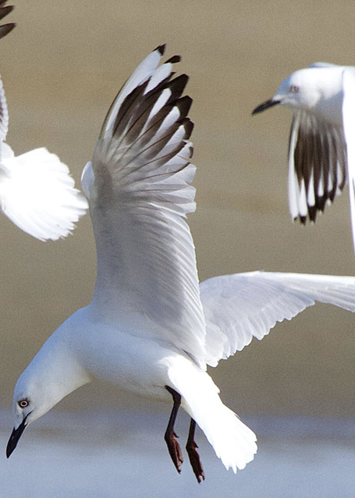 Black-billed gull: the most endangered gull in the world.