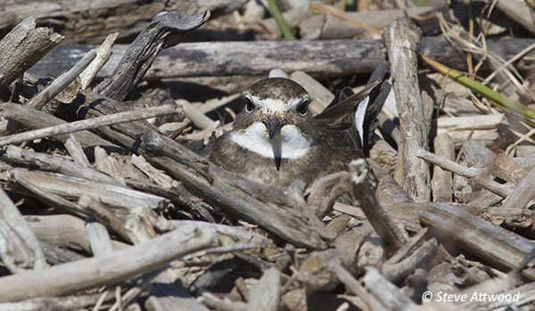 Female on nest