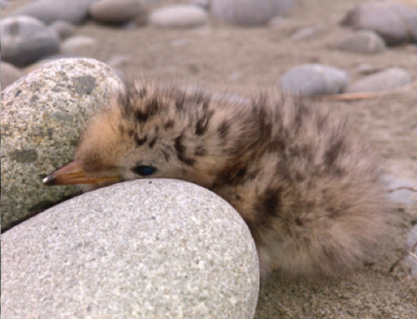 An endangered black-fronted tern chick on the Rangitata riverbed.