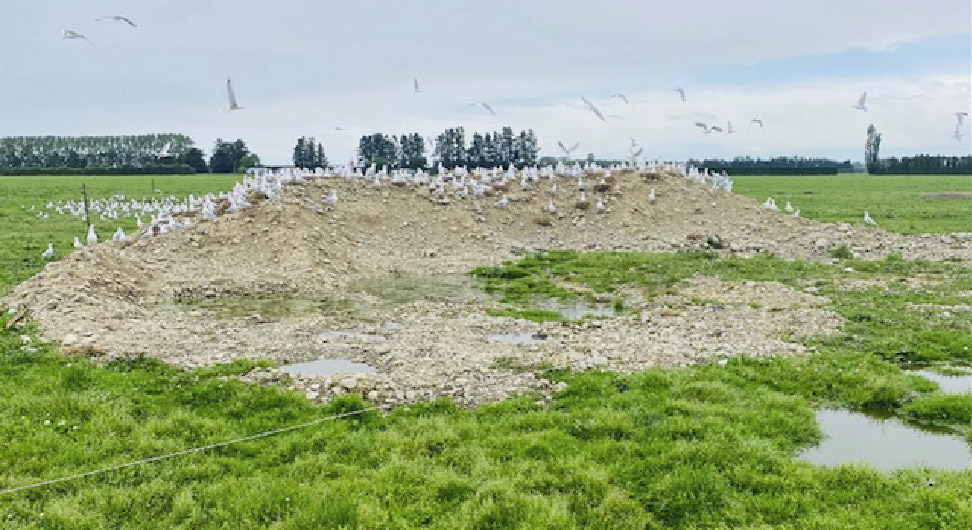 Black-bulled gulls nesting on Ashburton farm 2021