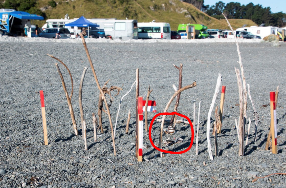 The council encouraged freedom campers to use the beach, in spite of the nesting dotterels.
