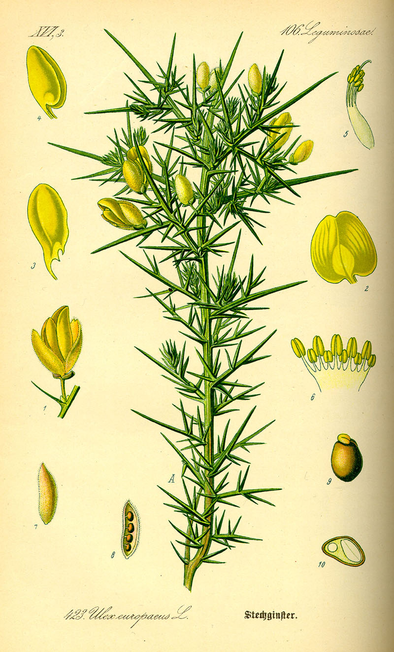 illustration of gorse from Otto Wilhelm Thomé’s book: Flora von Deutschland, Österreich und der Schweiz: 1885