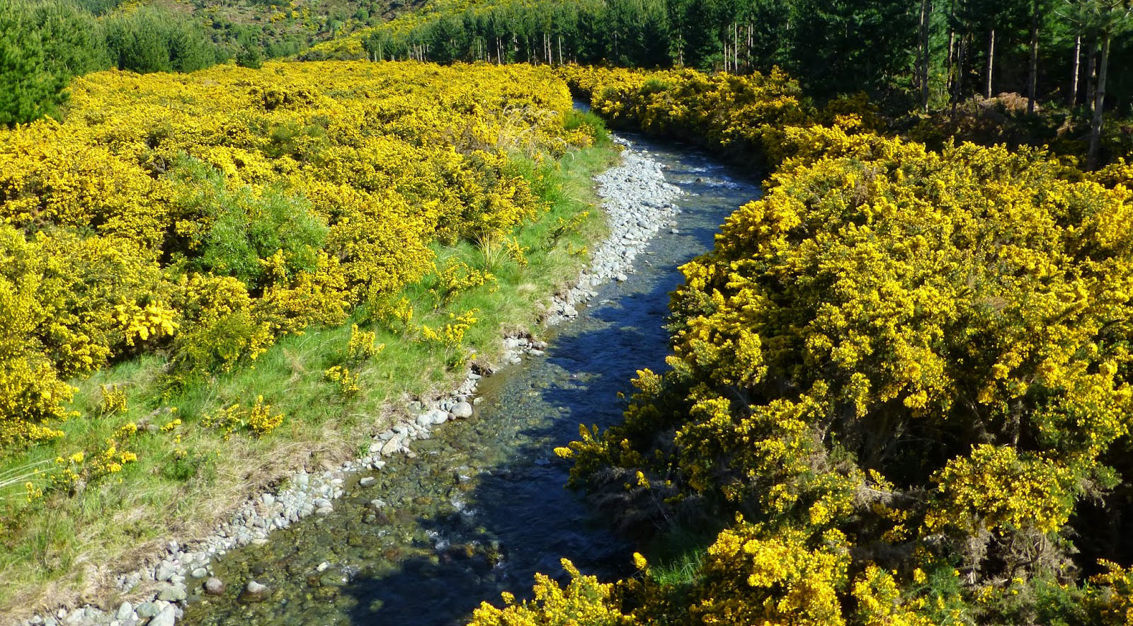 Gorse infestation along riverbed, destroying the river’s natural characteristics