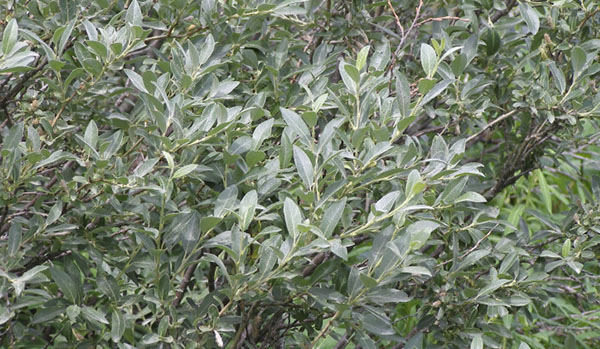 grey willow