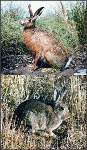 Hare (top) and rabbit (bottom)
