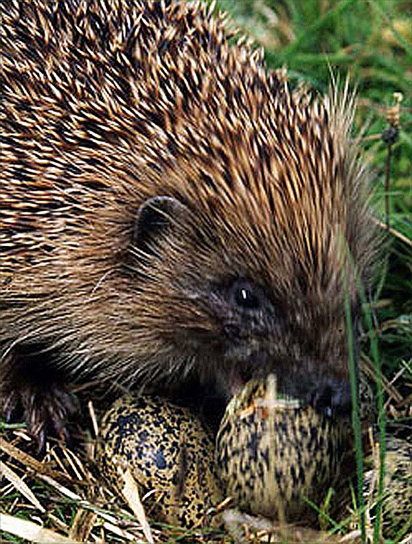 Hedgehog eating eggs