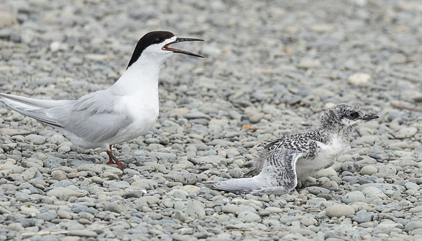 Injured white fronted tern chick
