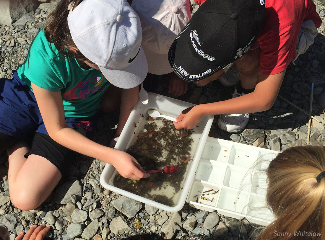 Children sorting and identifying freshwater invertebrates is a fantastic way to discover the importance of invertebrates in the ecology of braided rivers.