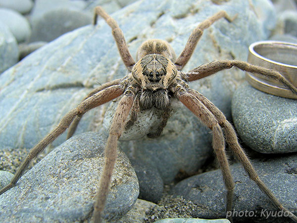 Female Dolomedes aquaticus with egg sac. The cocoon is globular, and is carried under the sternum, to which it is firmly held by the palpi and strands of web from the spinners. Photo: cc licence Wikipedia