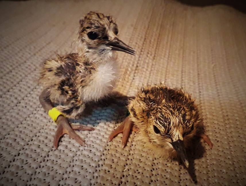 First chicks for 2019: photo from the Kakī Recovery Programme Facebook page (click on image)