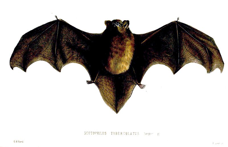 Long-tailed bat drawing: Proceedings of the Zoological Society of London, 1857