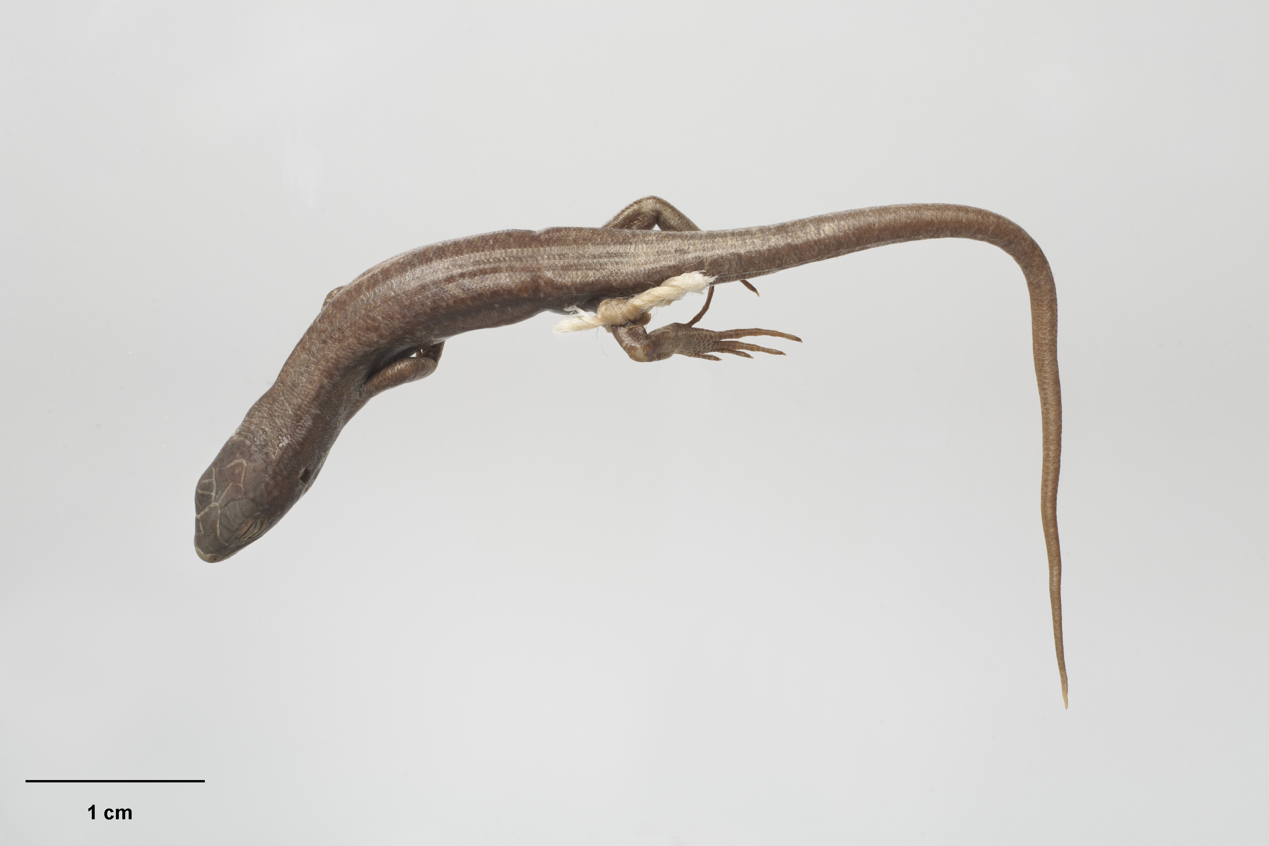 Long-toed Skink, Oligosoma longipes Patterson, 1997, collected 08 Feb 1972, Alma River, 3 miles E of Tarndale, New Zealand. Gift of Landcare Research – Manaaki Whenua, 2012. CC BY-NC-ND licence. Te Papa (RE.004973)