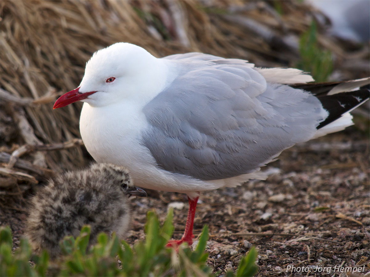 Red-billed  | tarāpunga gull with chick