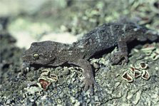 southern alps gecko