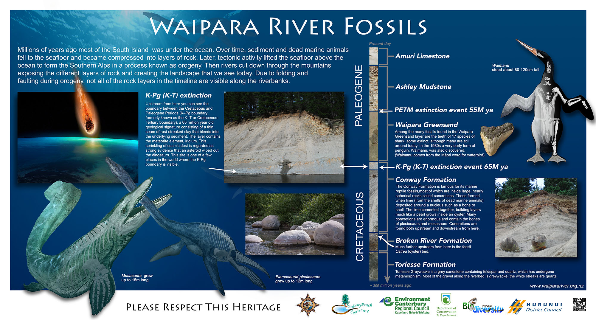 waipara river fossils