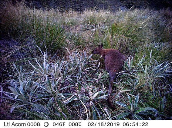 Bennett’s wallaby, Forest Creek catchment; wallabies and feral pigs are considered the two most important invasive large animal species for immediate management in the upper Rangitata.