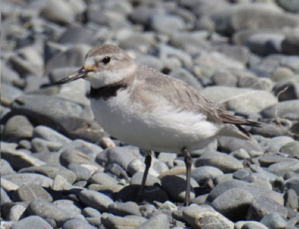 The wrybill’s bent beak makes it a rarity in the bird world. Numbers are now down to around 5,000.