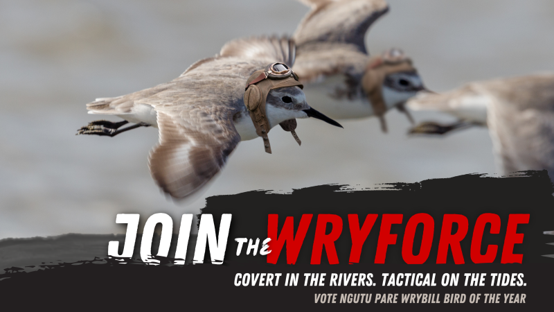 Join the Wryforce campaign for Bird of the Year 2026