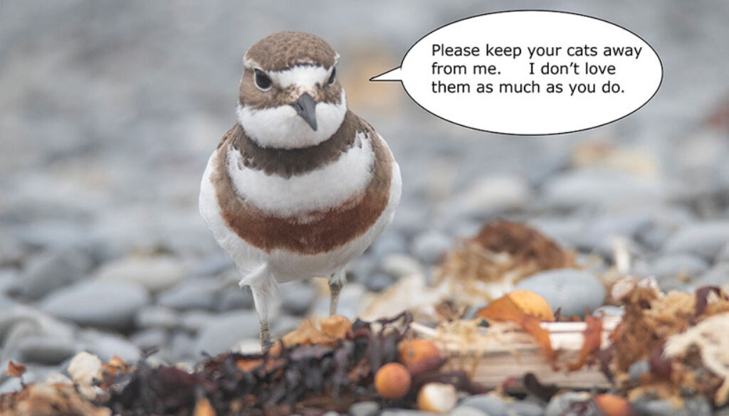 Banded dotterel : Ailsa Howard