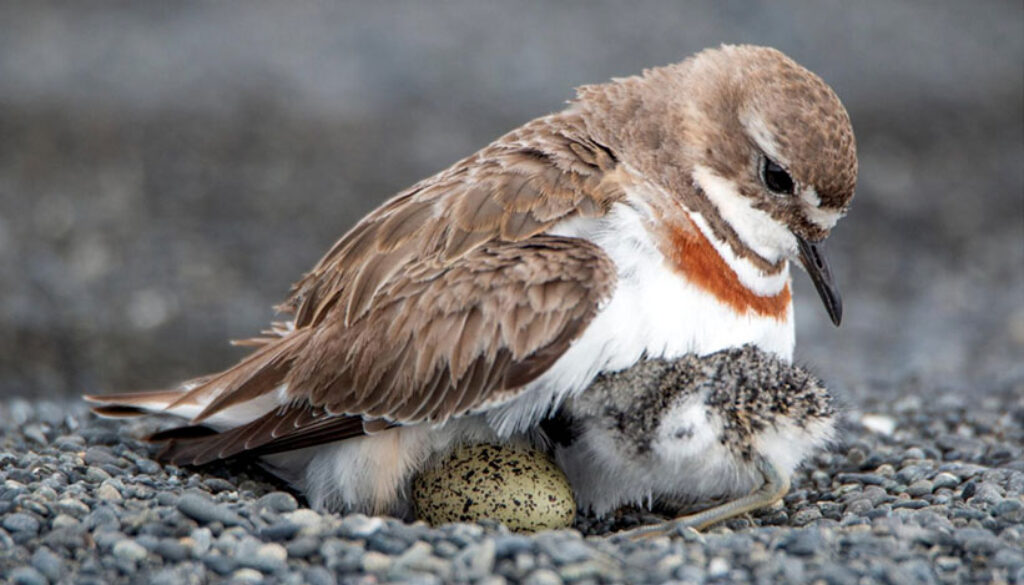 Banded dotterel with chick and egg from the 2026 Braided Rivers Conference presentation: Waimakariri Braided River Birds