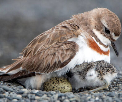 Banded dotterel with chick and egg from the 2026 Braided Rivers Conference presentation: Waimakariri Braided River Birds