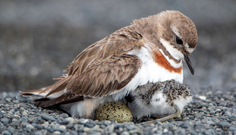 Banded dotterel with chick and egg from the 2026 Braided Rivers Conference presentation: Waimakariri Braided River Birds