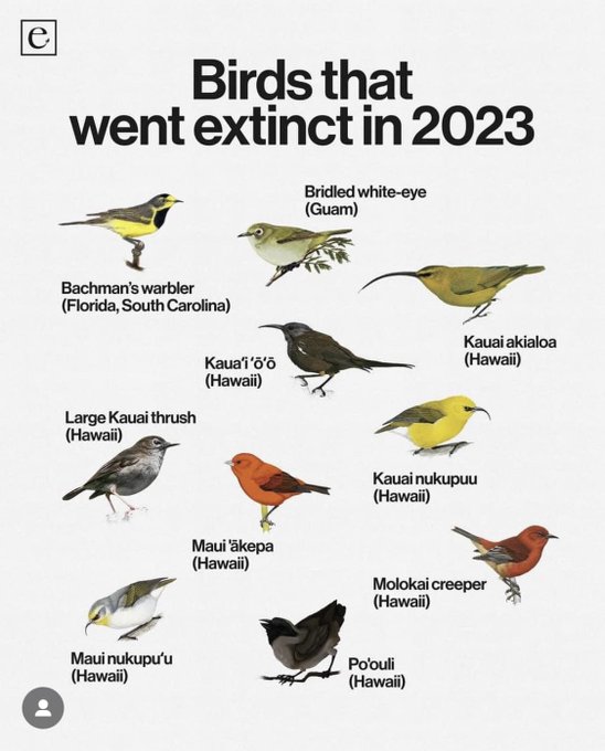 Birds that went extinct 2023