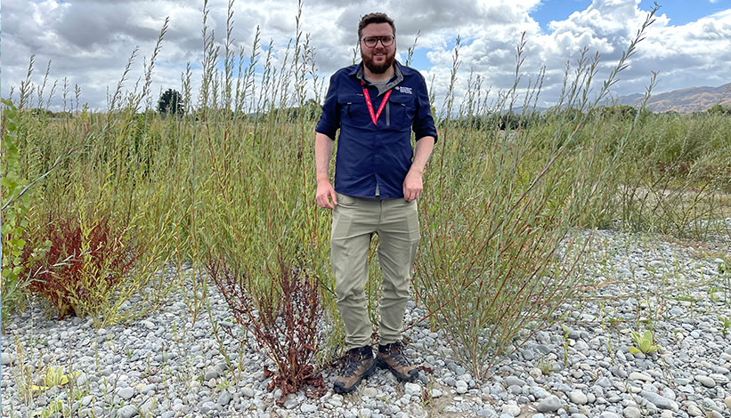 Purple willow 1 year old