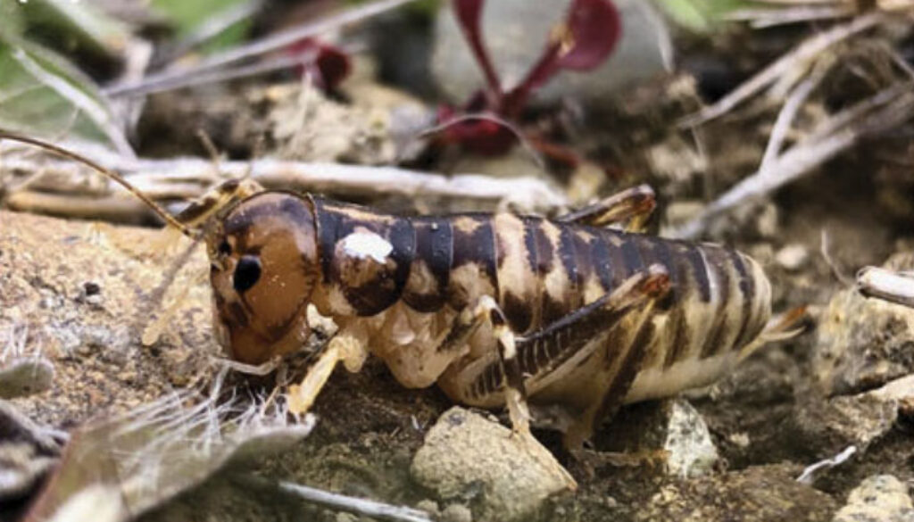 Tekapo Ground weta Hemiandrus fabella
