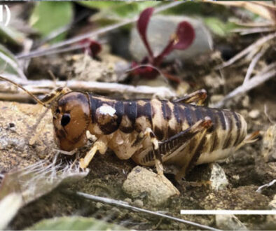 Tekapo Ground weta Hemiandrus fabella