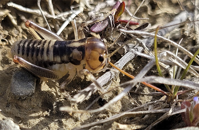 Image: Madeline Pye /Wikipedia CC BY-SA 4.0