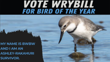Wrybill: Vote for me!