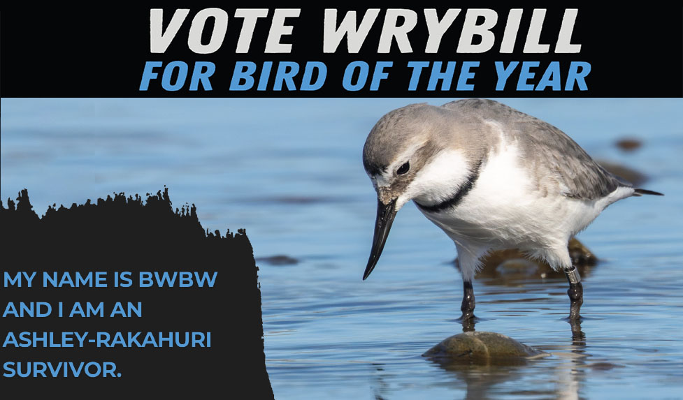 Wrybill: Vote for me!