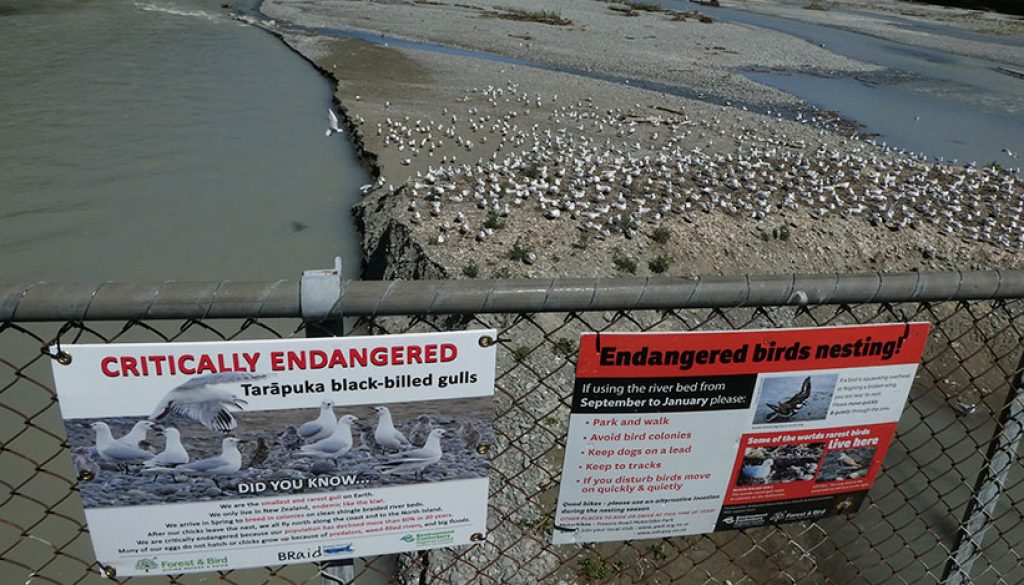 Blac-billed gull colony Ashburton Hakatere River
