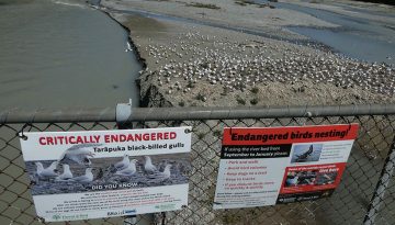 Blac-billed gull colony Ashburton Hakatere River