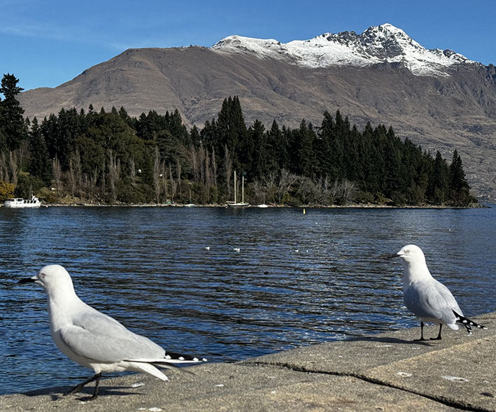 Black-billed gulls on the seawall in Queenstown Black-billed gulls on the seawall in Queenstown