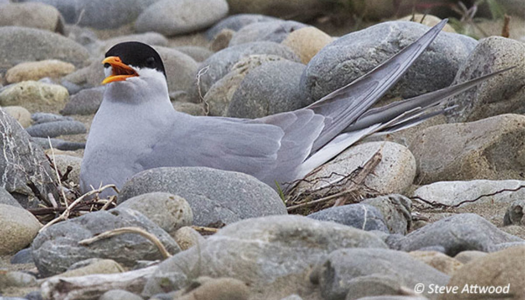 Black-fronted tern sitting on a nest