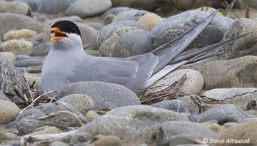 Black-fronted tern sitting on a nest