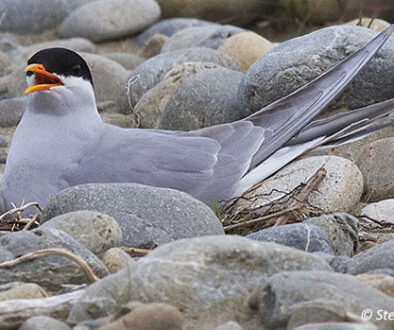 Black-fronted tern sitting on a nest