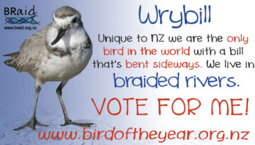 Wrybill bird of the year