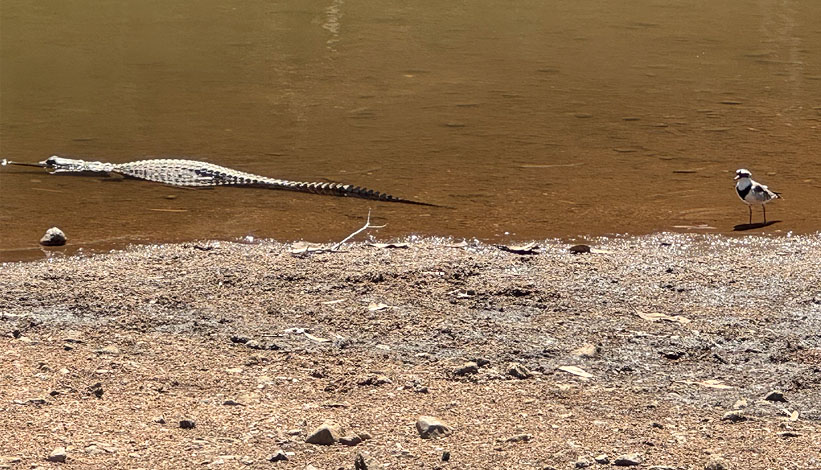 Black fronted dotterel and crocodile, Western Australia