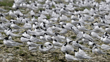 White-fronted terns Opihi River estuary 2023 Grant Davey