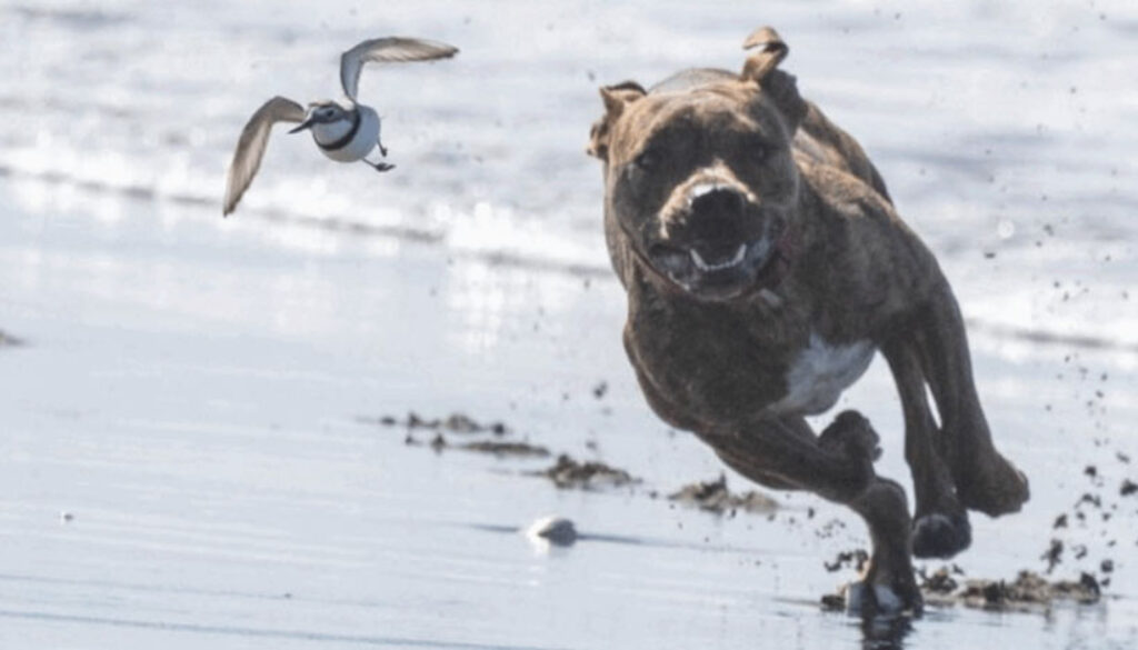 dog chasing wrybill