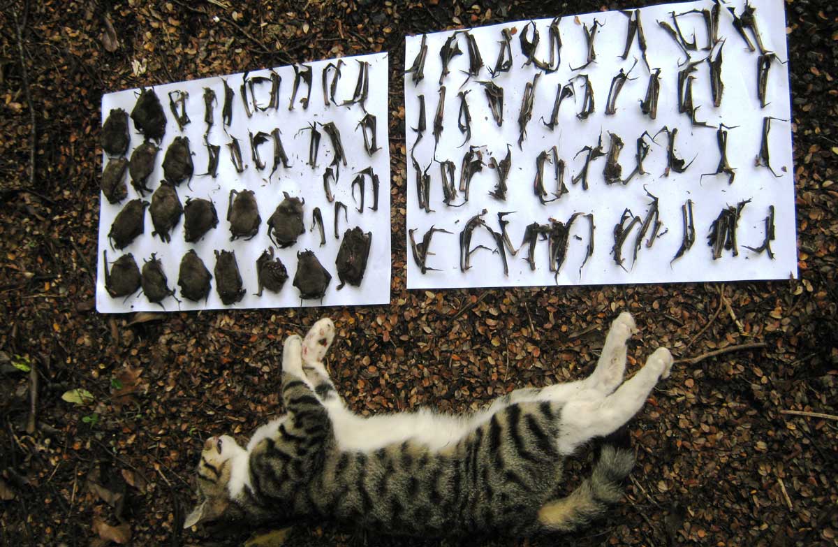 A feral cat and some of the remains of 107 dead short-tailed bats. The bats were found at the base of a bat roost tree and stashed around in piles during the time the cat was active. (Image: DOC) Click the image to read the story